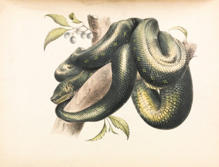 Snake oil மருத்துவ மோசடி