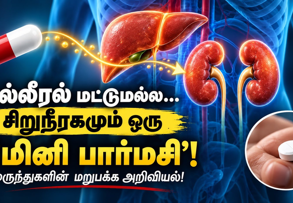 சிறுநீரகம் மருந்துகளை மாற்றி வெளியேற்றும் விதம்