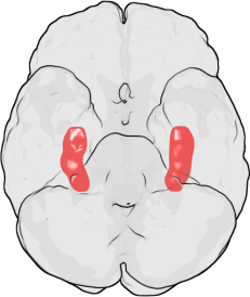 மனித மூளையில் நினைவகத்துடன் தொடர்புடைய hippocampus பகுதி