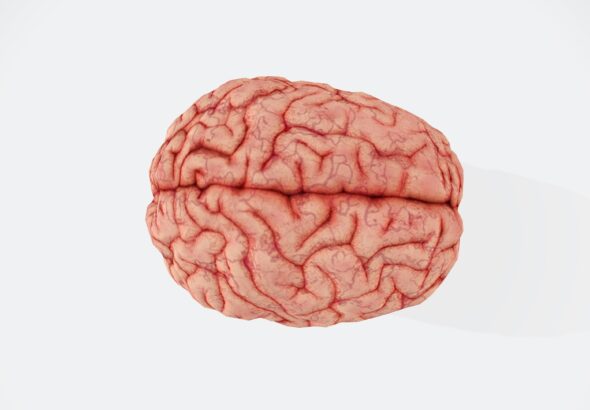 மனித மூளையின் மருத்துவ விளக்கப்படம் — மூளையின் அமைப்பை அறிந்துகொள்ள உதவும் படம்